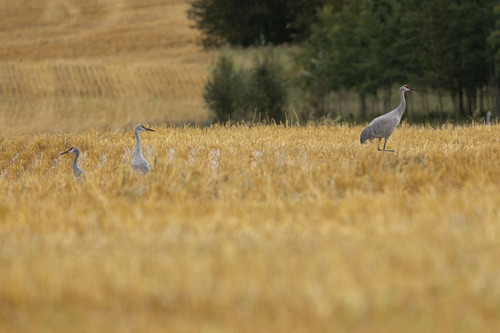 Sandhill Crane