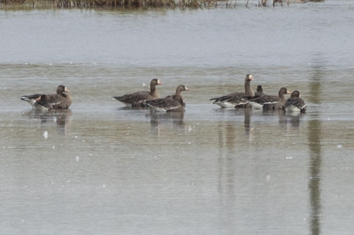 Greater White-fronted Goose