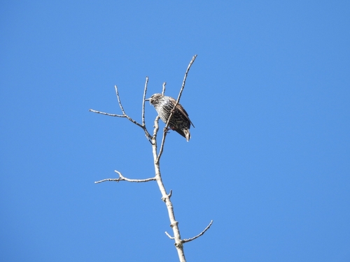 European Starling seen in Sonoma Valley