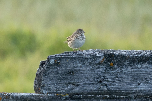 Vesper Sparrow