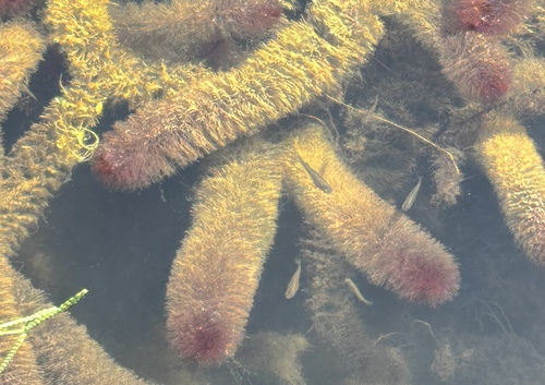 Myriophyllum heterophyllum, 2026-09-12