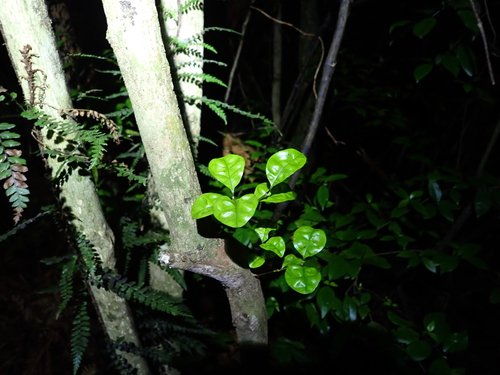 Lophomyrtus bullata, photograph 4