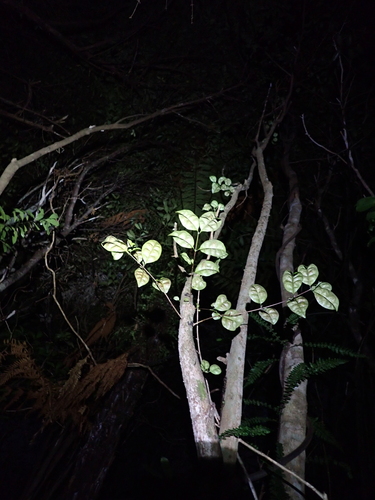Lophomyrtus bullata, photograph 5