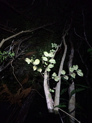 (c) Michael Berardozzi, some rights reserved (CC BY) Lophomyrtus bullata, photograph (c) Michael Berardozzi, some rights reserved (CC BY)