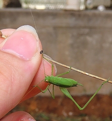 Phaneroptera