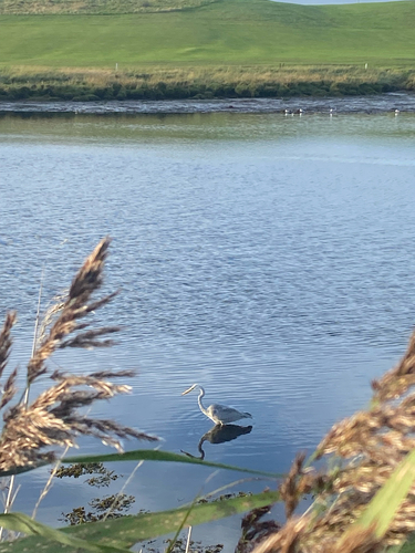 Grey Heron