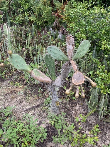 Opuntia arechavaletae
