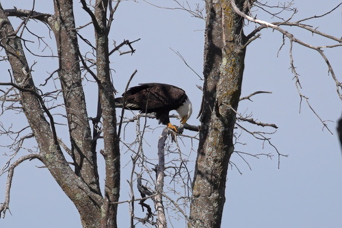 Bald Eagle