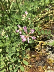 Astragalus sinicus