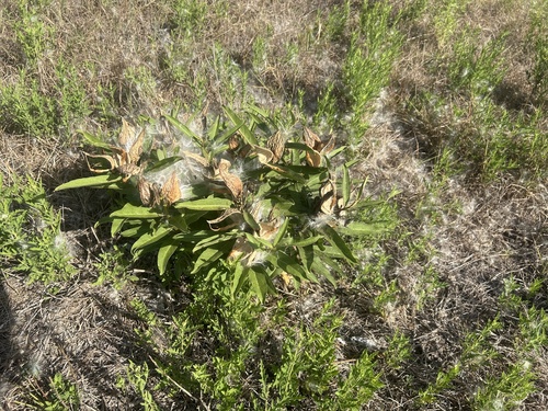 green antelopehorns