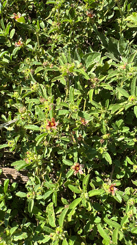 Sida ciliaris observed 2026-09-12