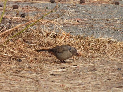 California Towhee seen in Sonoma Valley