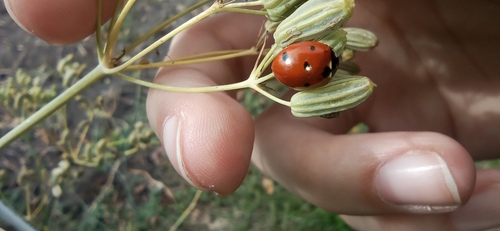 Seven-Spot Ladybird