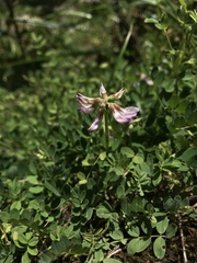 Astragalus sinicus