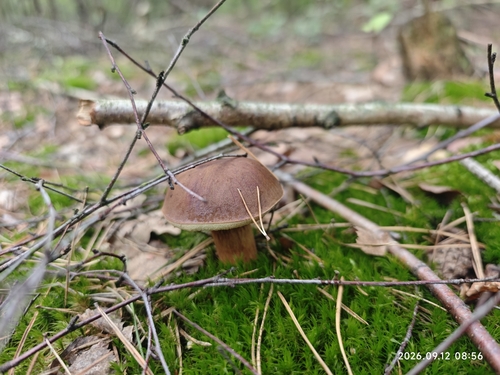 Bay Bolete