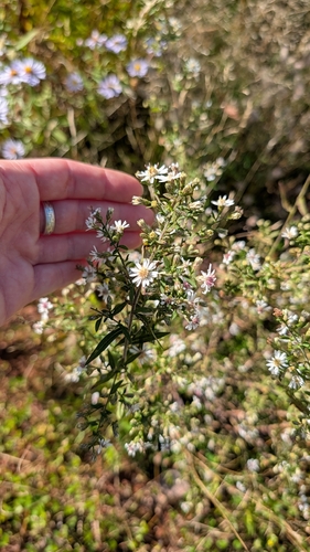 calico aster