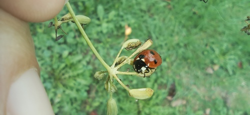 Seven-Spot Ladybird