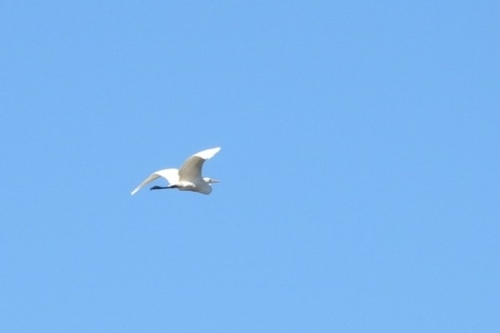 Great Egret seen in Sonoma Valley