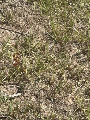 Halloween Pennant