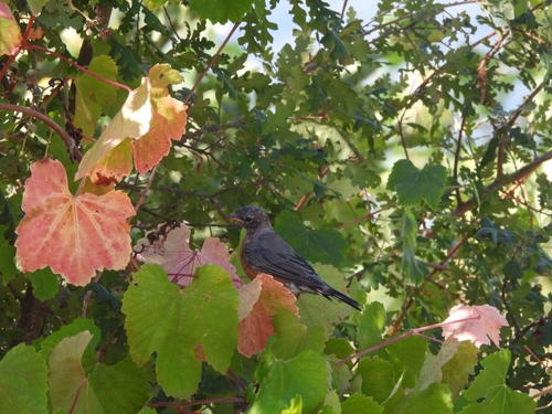 American Robin seen in Sonoma Valley