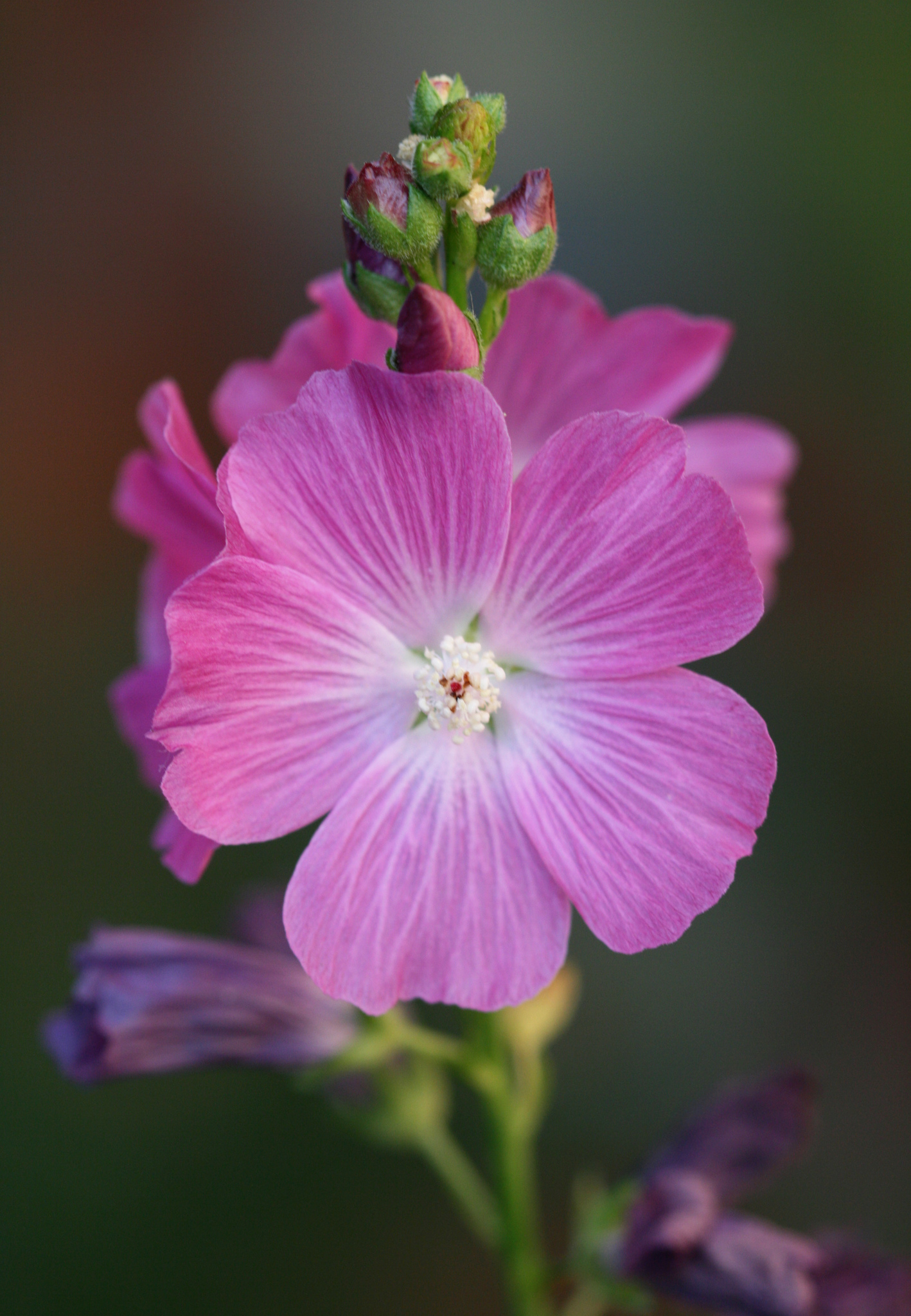 Sidalcea