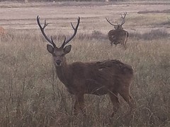 Rucervus duvaucelii branderi