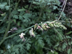 Corydalis ophiocarpa