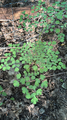 Thalictrum dioicum, photograph 1