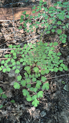 Thalictrum dioicum