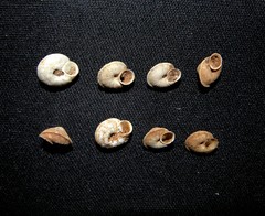 Discula calcigena