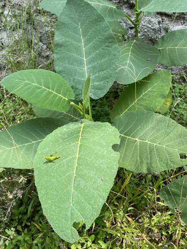 Wigandia urens, photograph 1