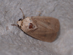 Floccifera erigida