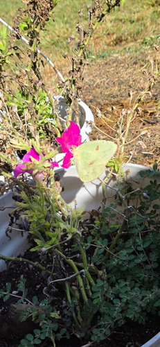 Cloudless Sulphur