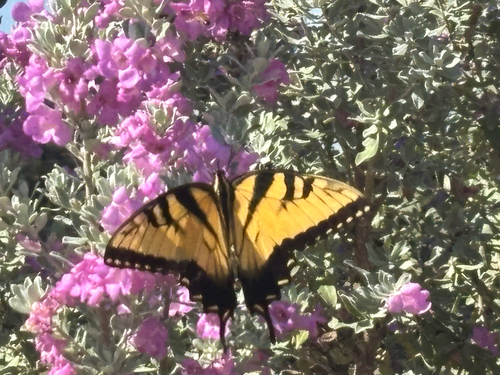 Eastern Tiger Swallowtail