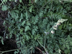 Corydalis ophiocarpa
