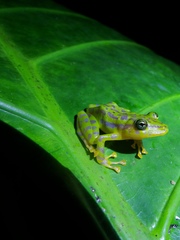 Pristimantis ornatissimus