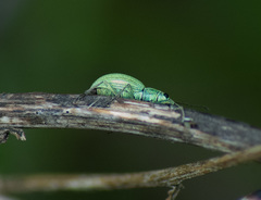 Eusomus ovulum