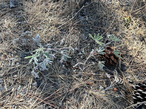 Lupinus sericeus observed 2026-09-05