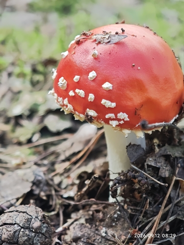 Fly Agaric