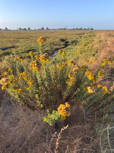 iNaturalist observation photo of Coastal Goldenbush
