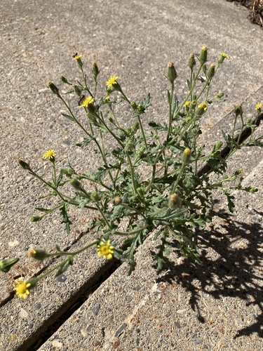 Sticky Groundsel