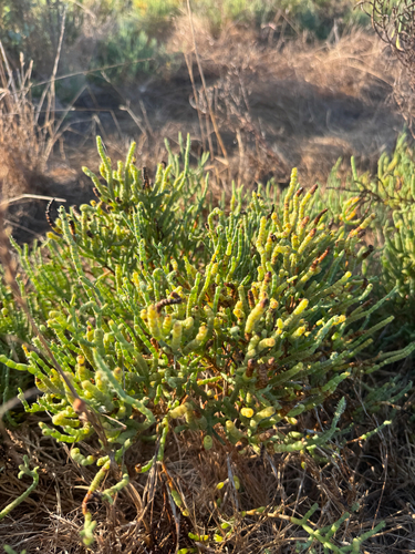 iNaturalist observation photo of Parish's glasswort