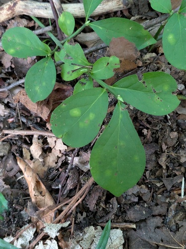 Euonymus obovatus, photograph 6