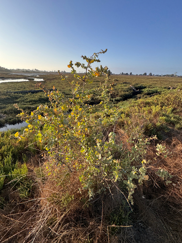 iNaturalist observation photo of big saltbush