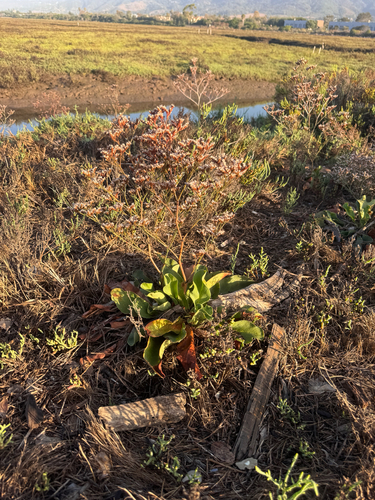 iNaturalist observation photo of Western Marsh Rosemary