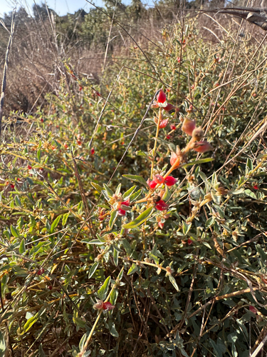 iNaturalist observation photo of berry saltbush
