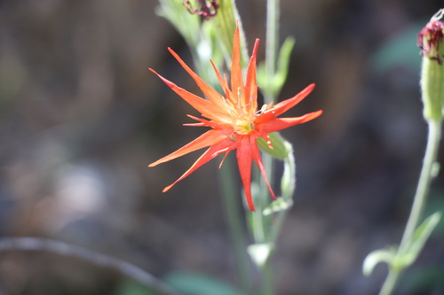 Silene laciniata, photograph 5
