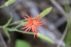Silene laciniata, photograph (c) Zihao Wang, some rights reserved (CC BY)