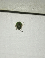 Ditomotarsus punctiventris