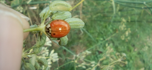 Asian Lady Beetle